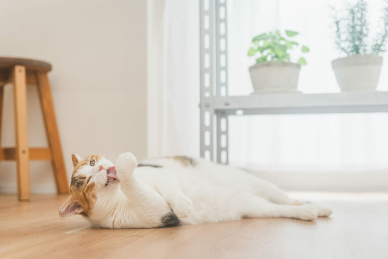 猫が喜ぶ部屋作りとは？リフォームアイディアや事例を紹介