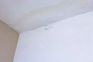 天井のシミ 原因は雨漏りだけ ハピすむ