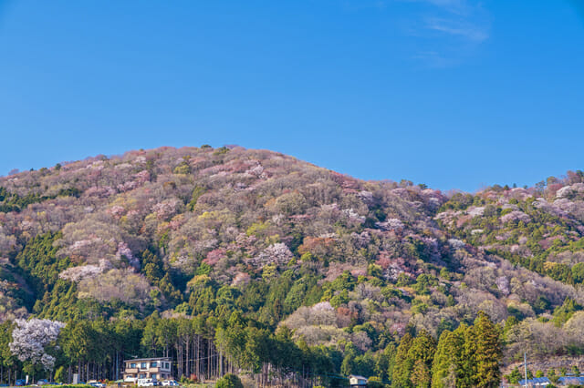 桜川市