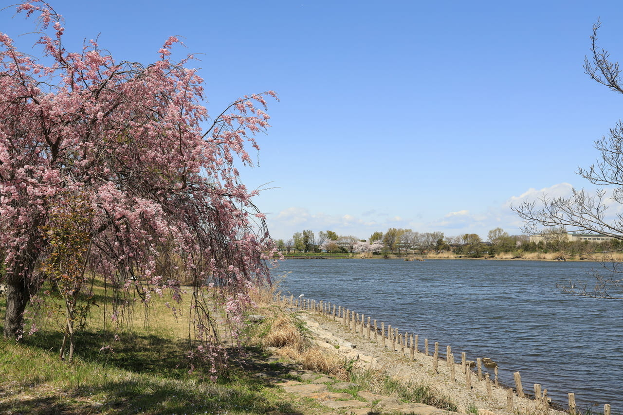 白岡市の柴山沼の春の風景