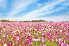 【2025年】橿原市のリフォーム補助金・助成金一覧と貰う方法！