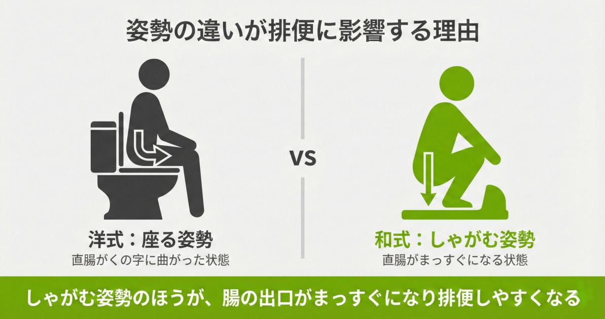 和式トイレ(しゃがむ姿勢)と洋式トイレ(座る姿勢)で直腸の角度が変わることを示した概念図。和式のほうが排便しやすい理由を図解